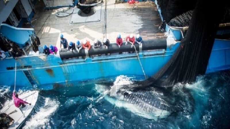 Gabon-EU fisheries deal: Libreville pushes for tangible economic gains in new talks