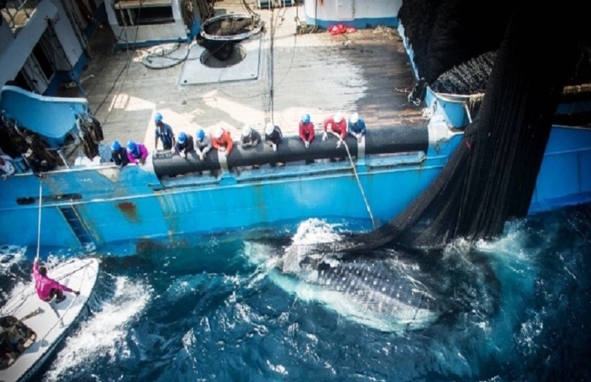 Tuna fishing in Gabonese waters